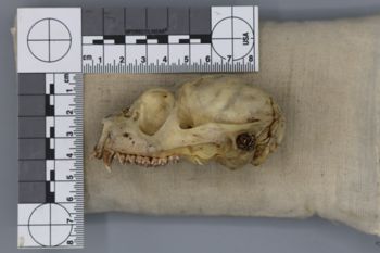 Media type: image; Mammalogy 44857
